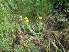 Ranunculus illyricus