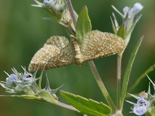 Eupithécie striée (L')