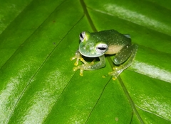 Teratohyla pulverata