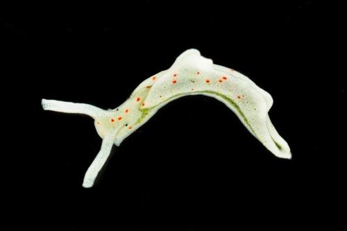 Photo of Solar-powered sea slug (Elysia timida)