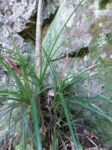 Foto de Bromélia