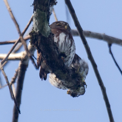 Glaucidium griseiceps