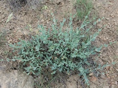 Silene chlorifolia
