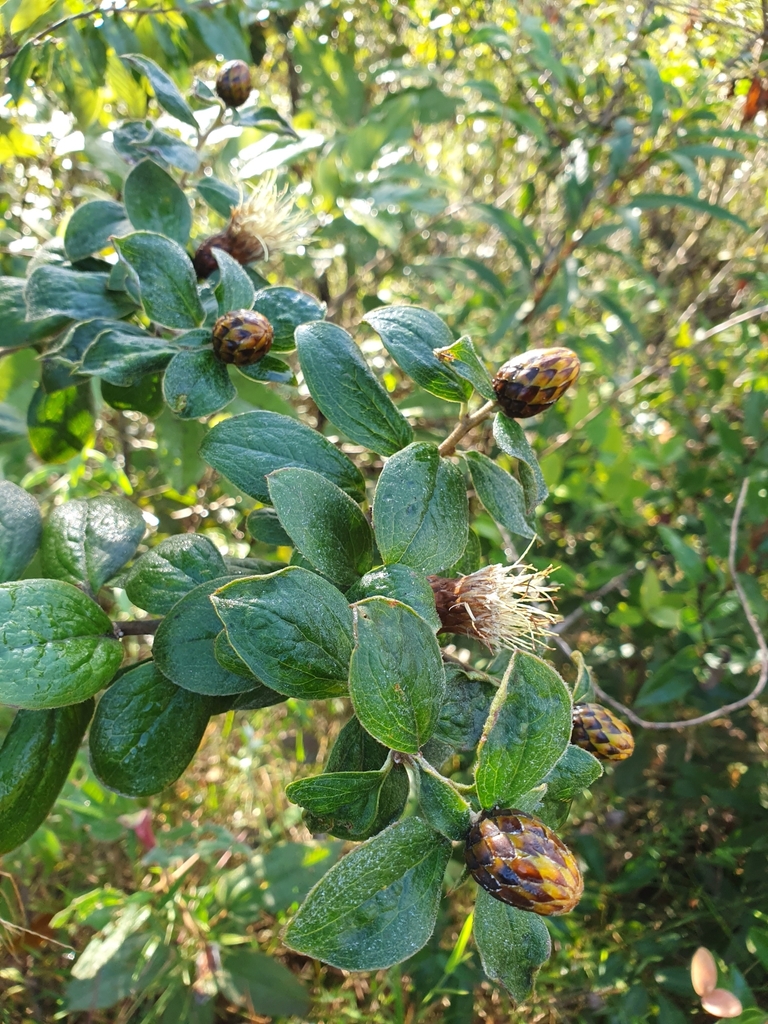 Dasyphyllum velutinum