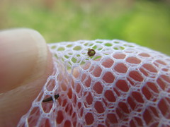 Theridula