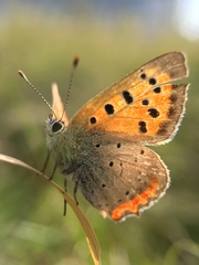 Lycaena phlaeas daimio