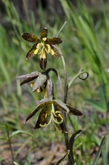 Fritillaria atropurpurea