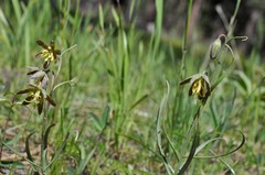 Fritillaria atropurpurea