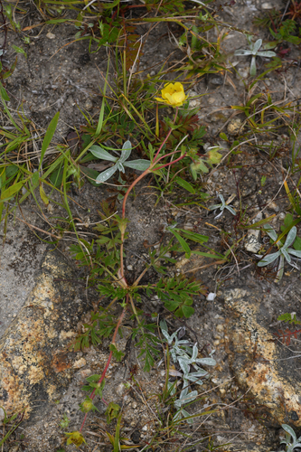 Hickman's cinquefoil (Potentilla hickmanii)