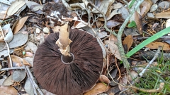 Agaricus pocillator
