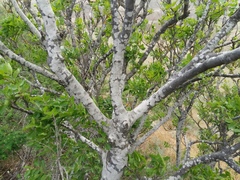 Celtis caucasica