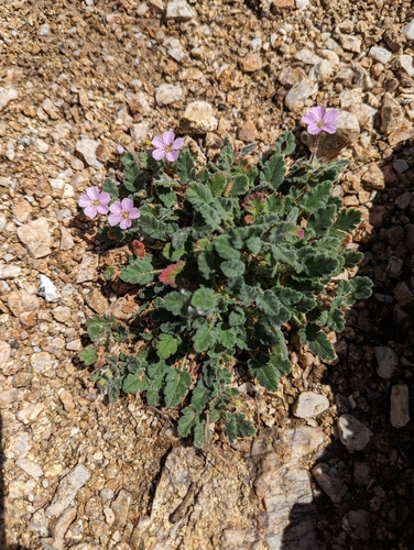 Image of Erodium corsicum by (c) Sam Thomas, some rights reserved (CC BY)