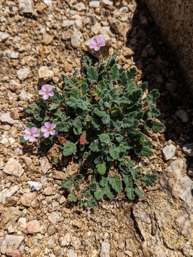 Image of Erodium corsicum by (c) Sam Thomas, some rights reserved (CC BY)
