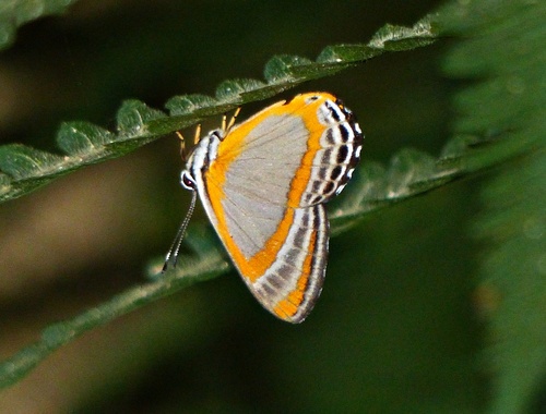 Euselasia zara