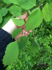 Populus