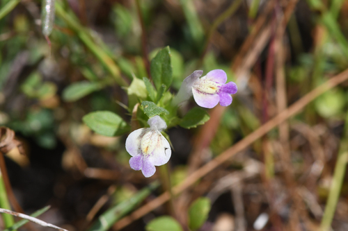 San Mateo thornmint (Acanthomintha duttonii)