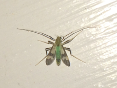 Stenochironomus hilaris