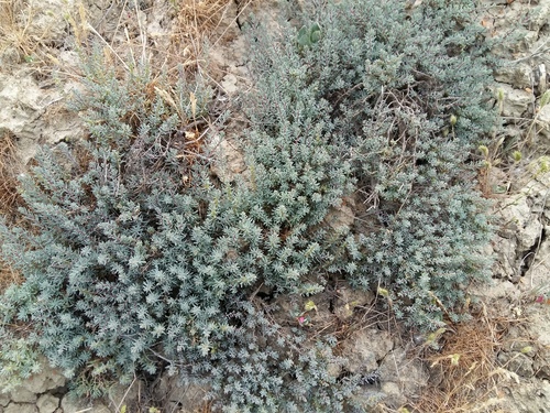 Caroxylon ericoides