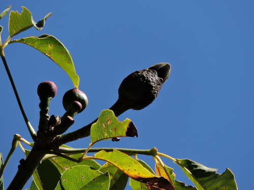 Pseudobombax majus