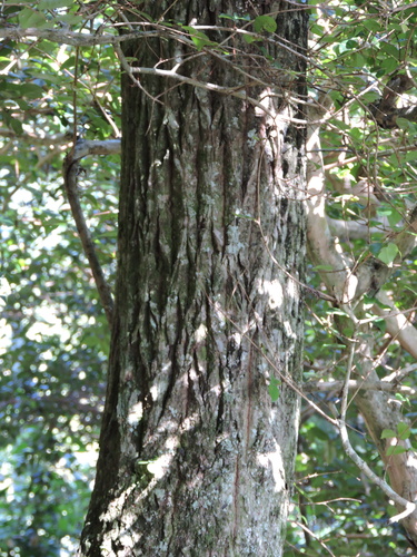 Pseudobombax majus