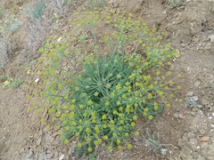 Zosima absinthifolia