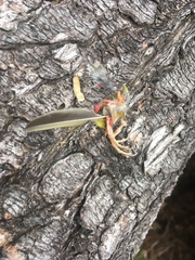 Geothlypis trichas