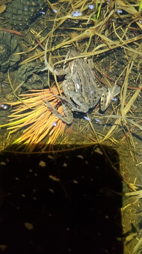 Wood Frog photographed in Colorado