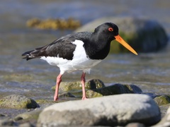 Eurasian Oystercatcher photo 5