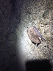 Myotis atacamensis