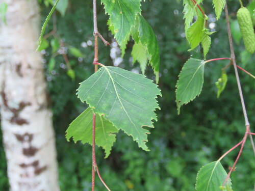 Image of Betula celtiberica by (c) Óscar Sampedro, some rights reserved (CC BY)