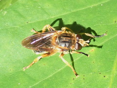 Teuchocnemis lituratus