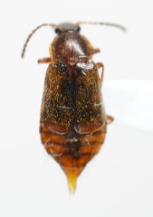 Amphichroum maculatum