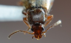 Amphichroum maculatum