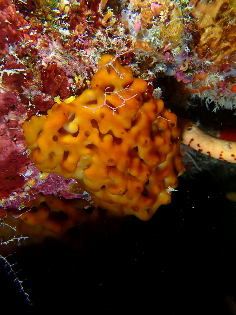 Homoscleromorpha
