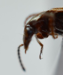 Amphichroum maculatum