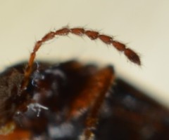 Amphichroum maculatum