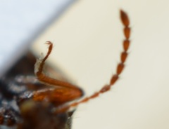 Amphichroum maculatum