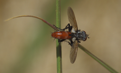 Cylindromyia porteri