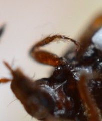 Amphichroum maculatum