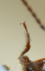 Amphichroum maculatum