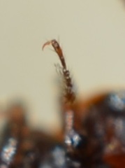 Amphichroum maculatum