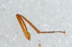 Amphichroum maculatum