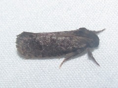 Acrolophus texanella