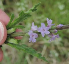 Verbena xutha