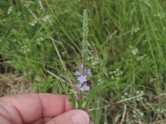Verbena xutha