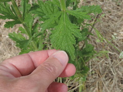 Verbena xutha