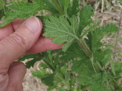 Verbena xutha