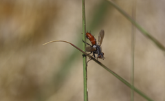 Cylindromyia porteri