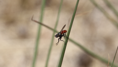 Cylindromyia porteri