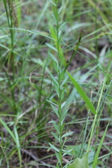 Linum medium